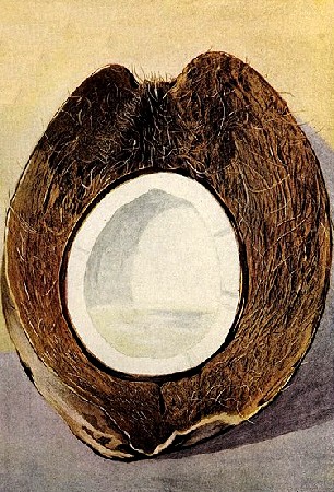 Vertical Section of a Coconut